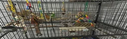 Cockatiels birds for sale: A cockatiel with a large cage  in Doncaster - Advert 5