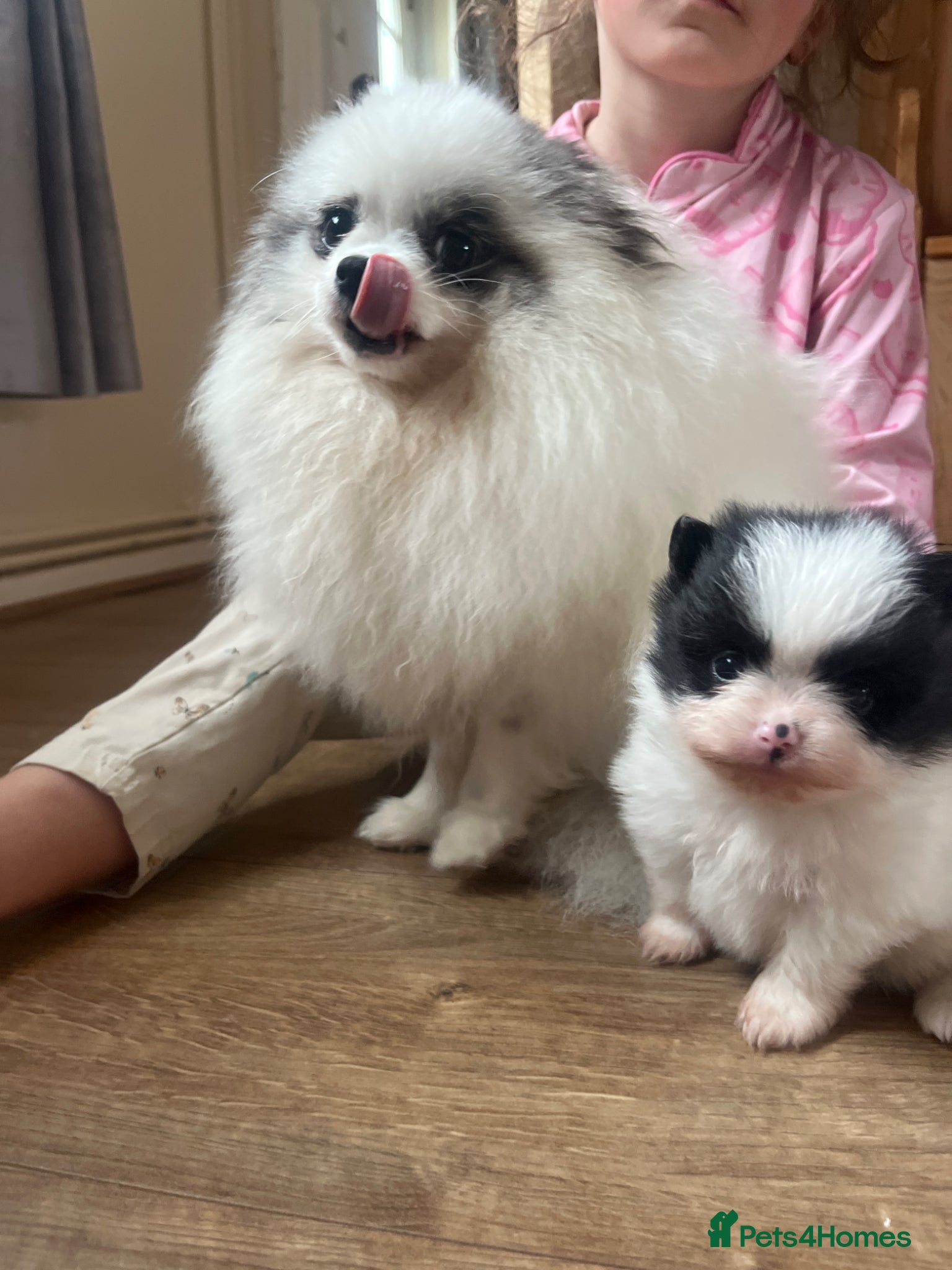 Pomeranian dogs Beautiful black and white Pomeranian girl  - Advert 13