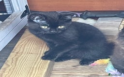 Mixed Breed cats for sale: Ready for forever homes NOW - Image 16