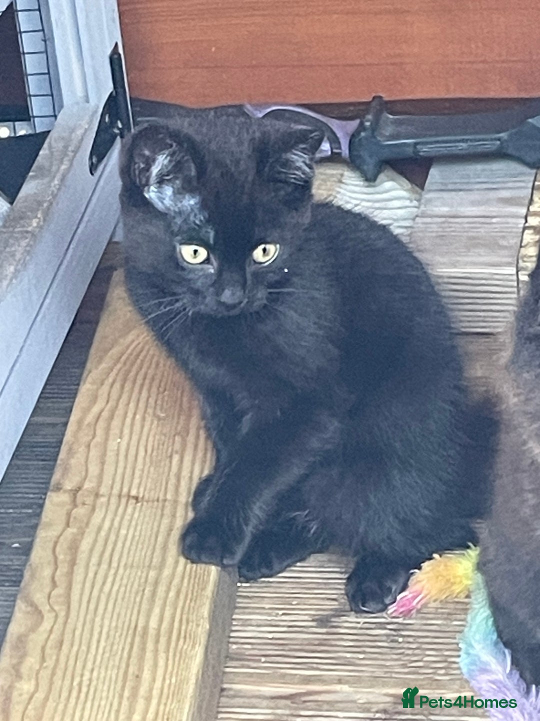 Mixed Breed cats for sale: Ready for forever homes NOW - Image 16