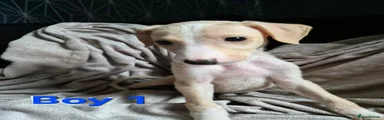 Lurcher 1
