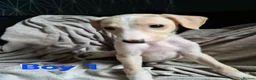 Lurcher dogs for sale: Saluki Whippit Deerhoud greyhounds - Working lines in Newcastle upon Tyne - Advert 6