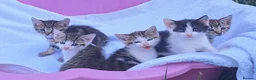 Mixed Breed cats for sale: Beautiful kittens  - Advert 5