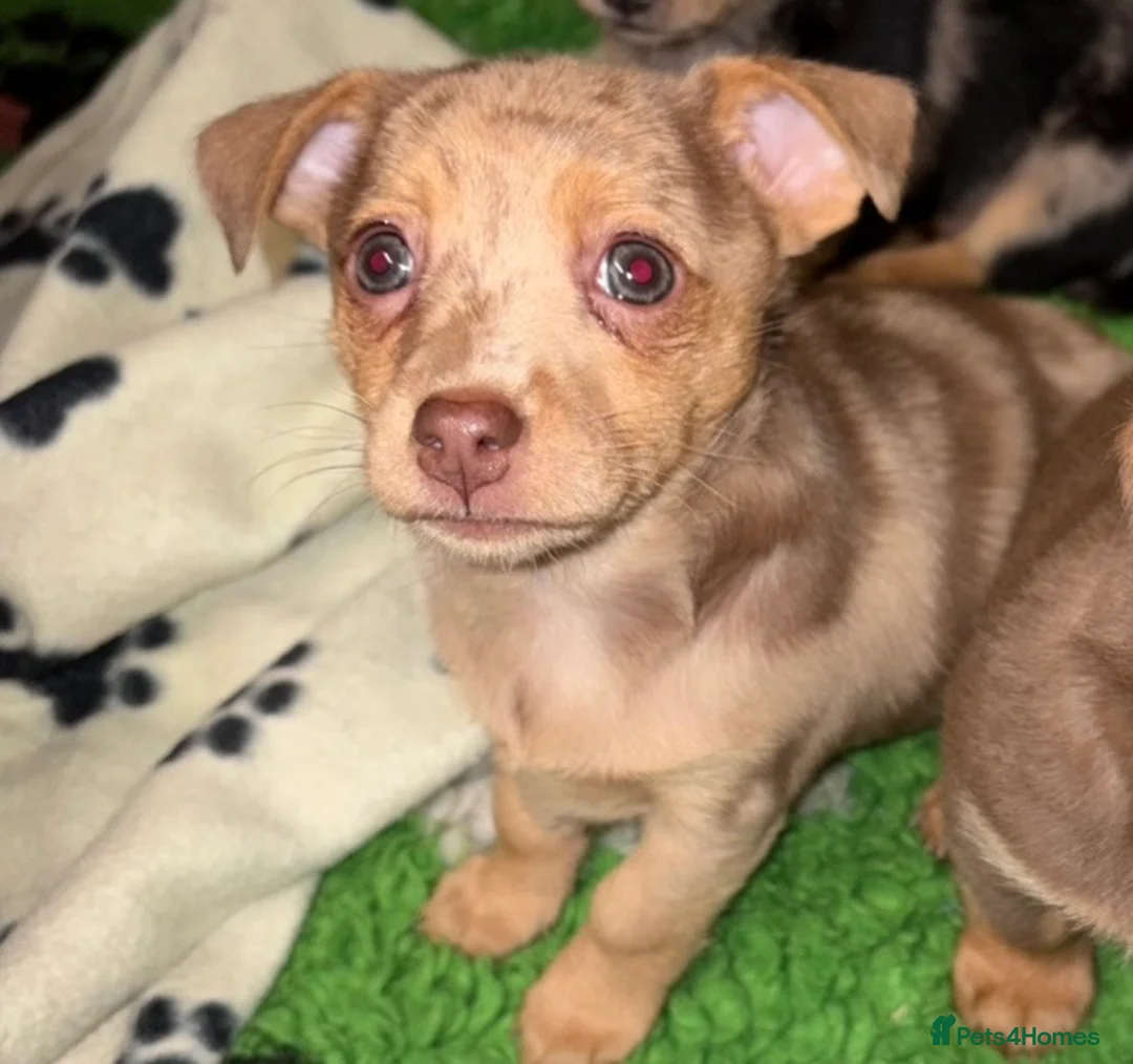 Mixed Breed dogs for sale: Miniature Dachshund/Jack Russell  - Advert 2