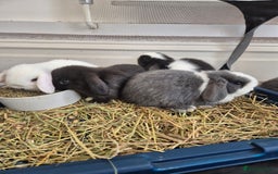 Mini Lop rabbits for sale: 💙 Baby Minilops Ready 25th💙  - Image 17