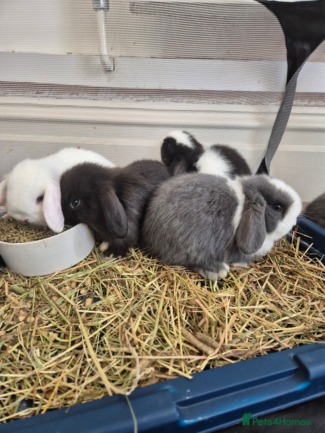 Mini Lop rabbits for sale: 💙 Baby Minilops Ready 25th💙  - Image 17