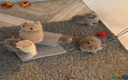 British Shorthair cats for sale: British Shorthair Kittens - Image 10