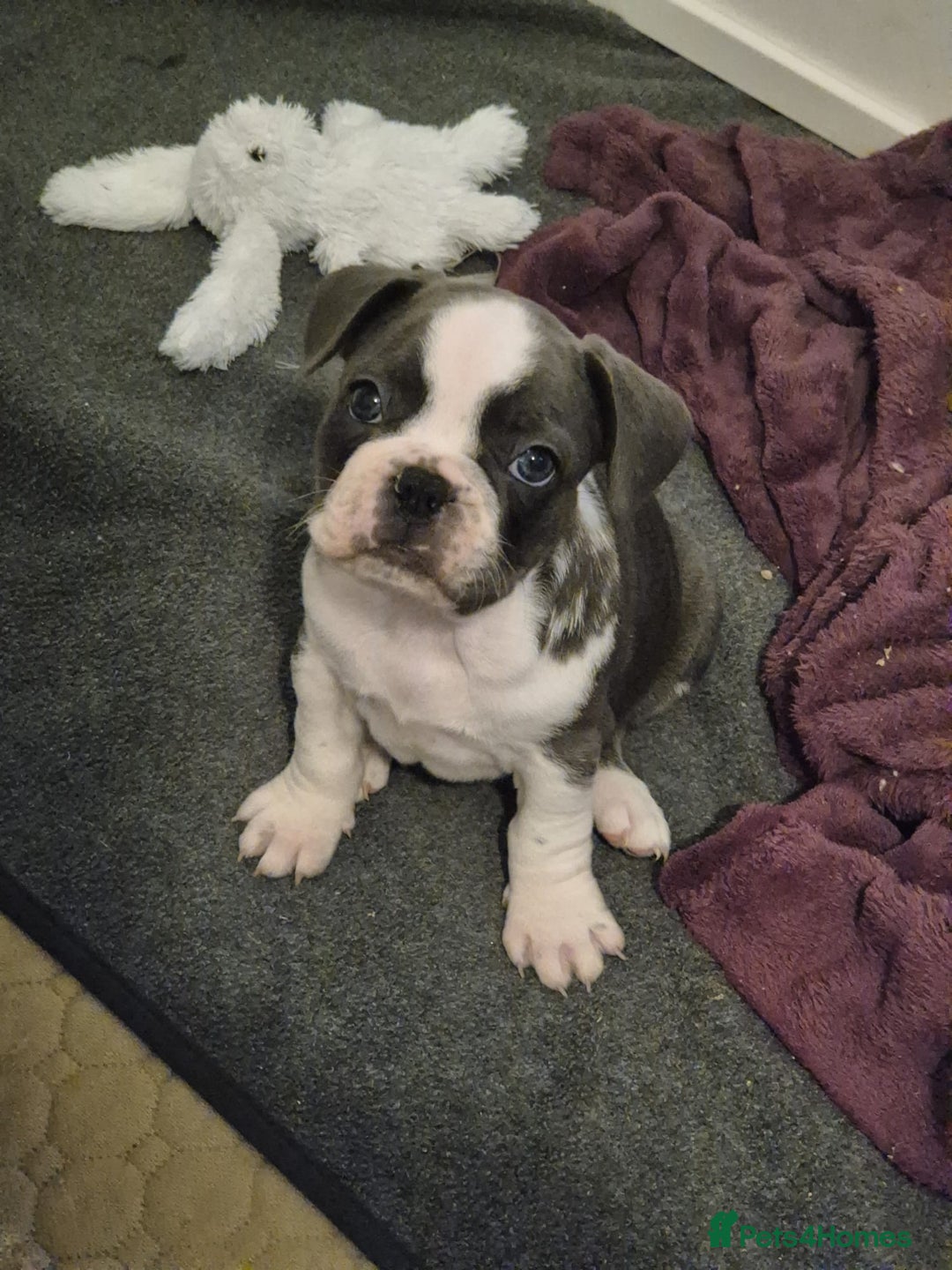 French Bulldog dogs for sale: french bulldog puppies - Advert 7