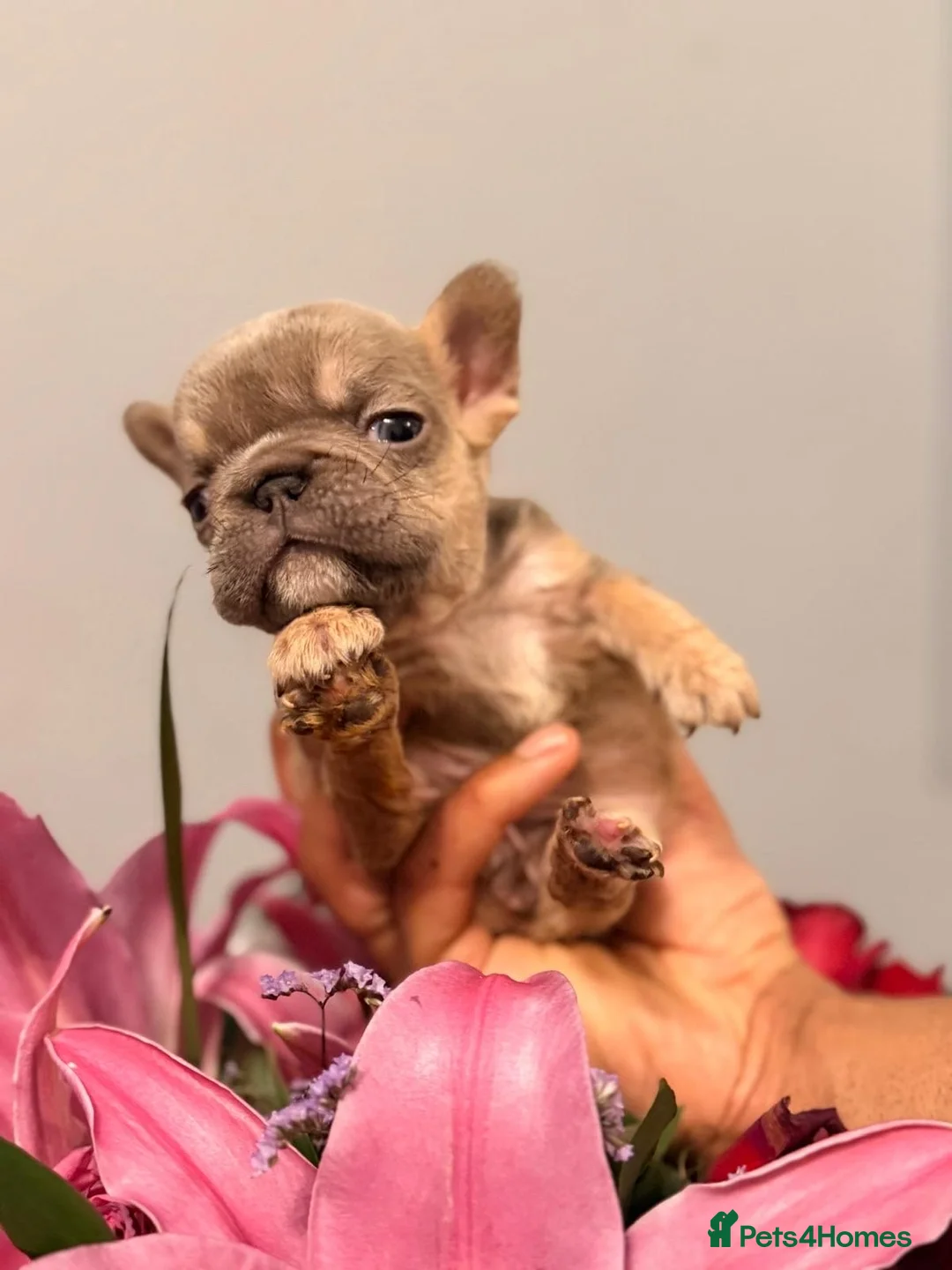 French Bulldog dogs for sale:  💙🦁Fluffy visual French bulldog Reduced!!🏡 - Advert 21