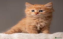 Siberian cats for sale: Beautiful 3 siberian kittens/ boys - Image 5