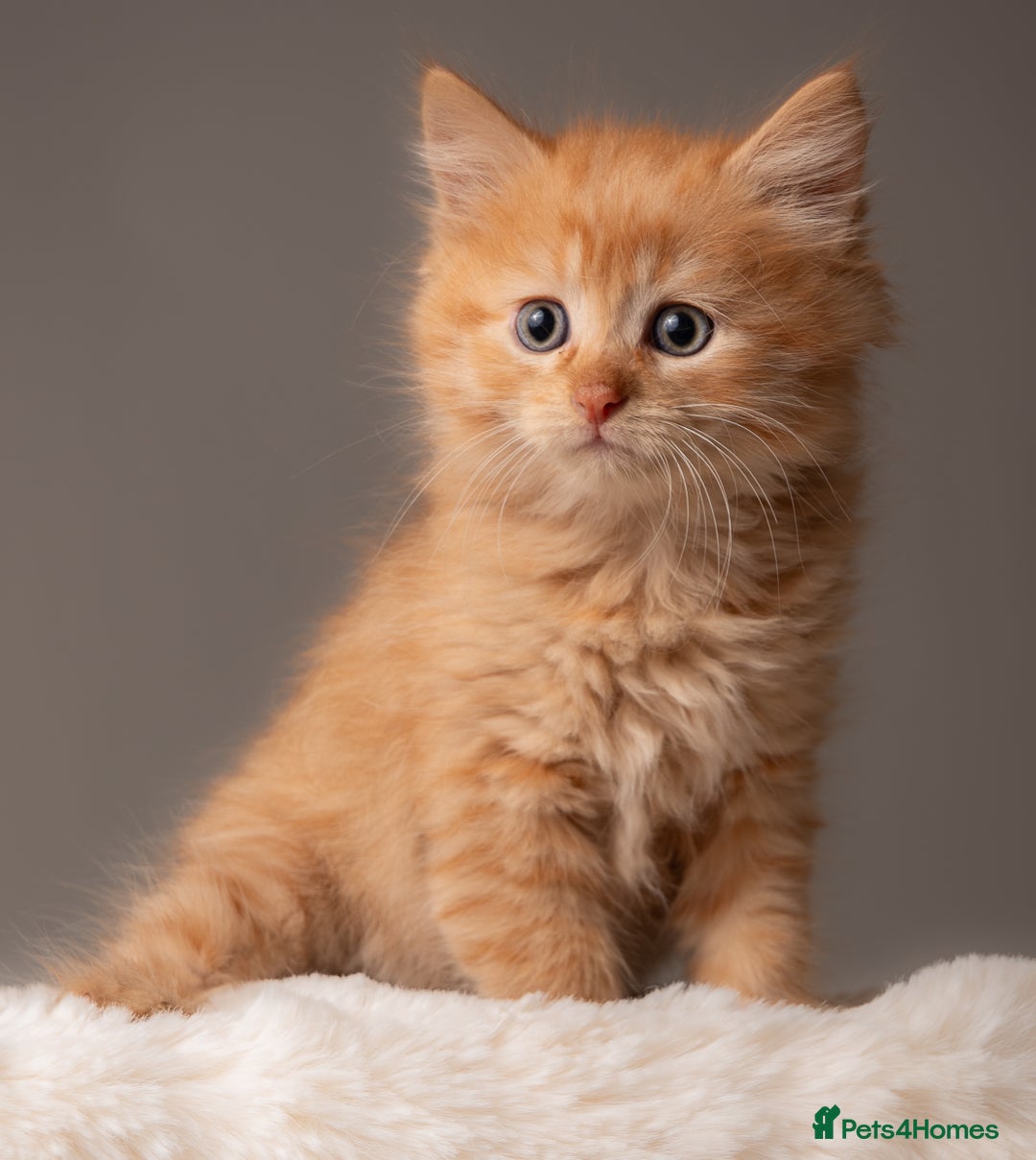 Siberian cats for sale: Beautiful 3 siberian kittens/ boys - Image 5