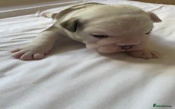 English Bulldog dogs for sale: 4 KC English Bulldog Puppies  - Image 21