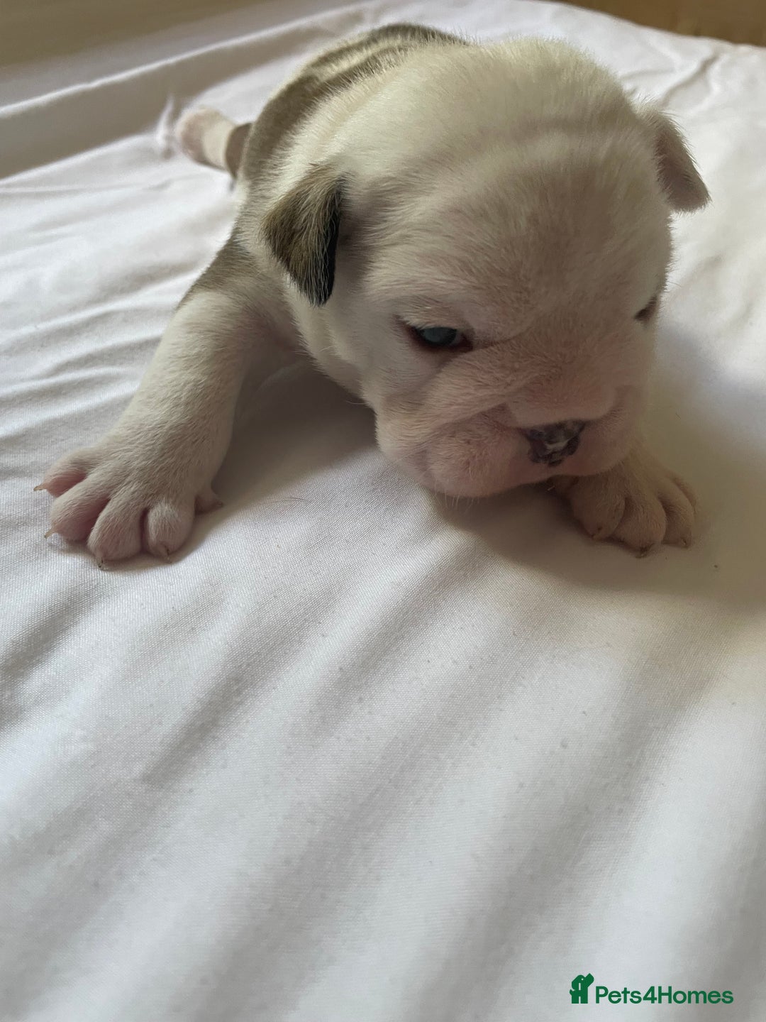English Bulldog dogs for sale: 4 KC English Bulldog Puppies  - Image 21