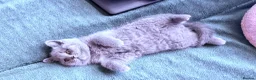 Brazilian Shorthair cats for sale: Adorable British Shorthair Kittens – - Advert 5