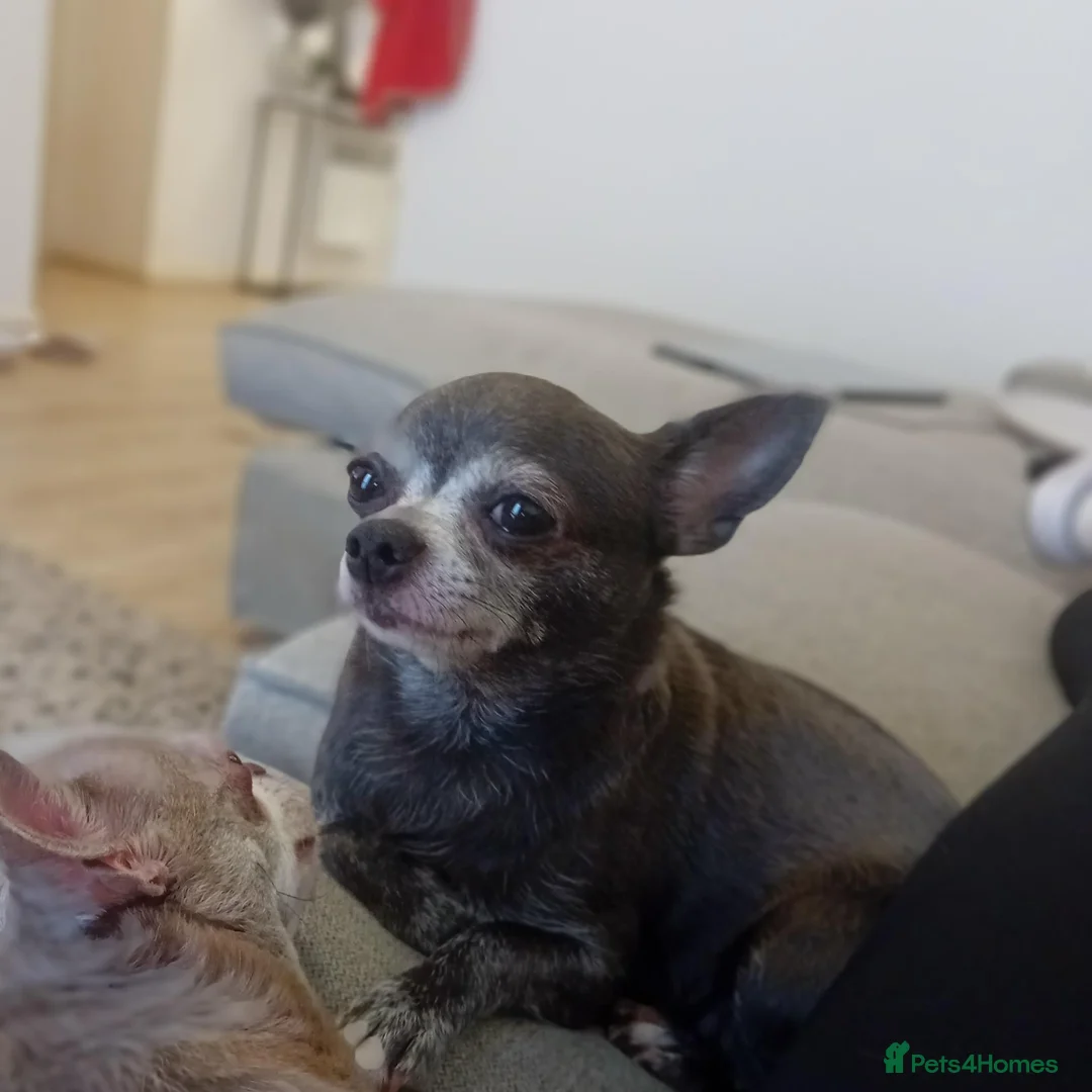 Chihuahua dogs for sale: 🐾 Loving Home Needed for Two Sweet Chihuahuas 🐾 - Advert 2