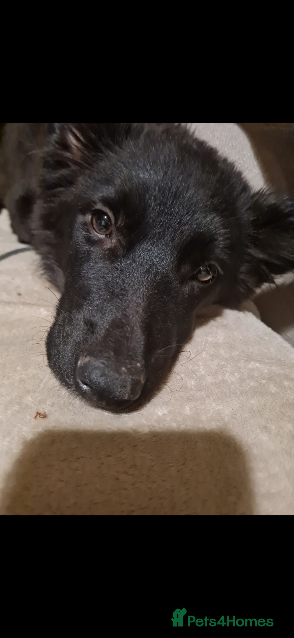 Mixed Breed dogs Female Collie  - Advert 1