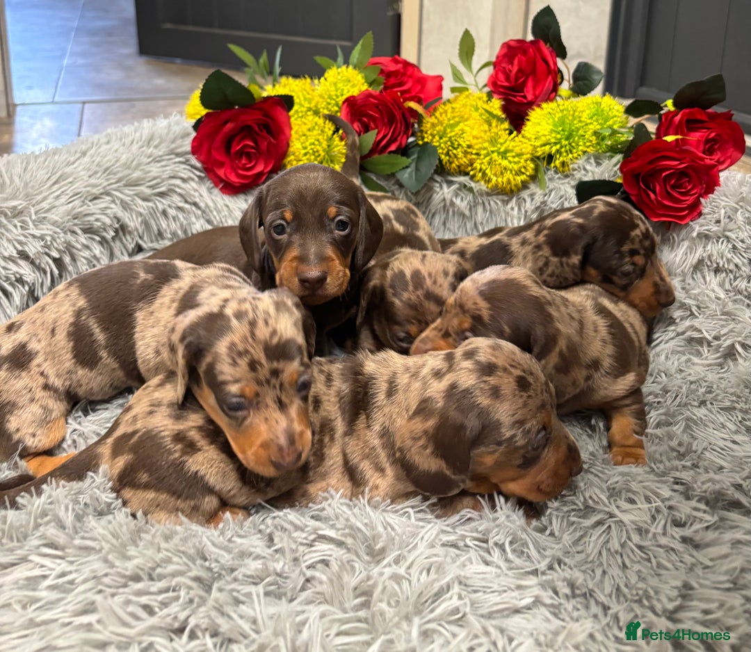Miniature Dachshund dogs for sale: ❤️ Beautiful Dapple Miniature Dachshund babies ❤️ - Image 16