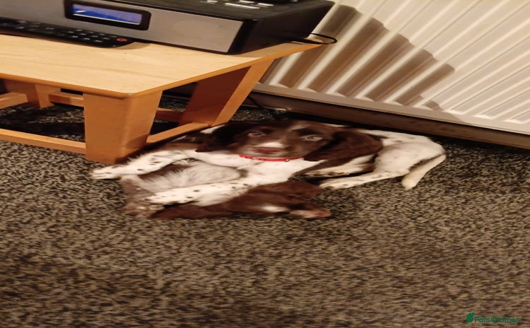 Sprocker dogs - Advert 12