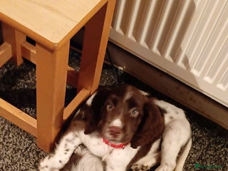 Sprocker dogs - Advert 29