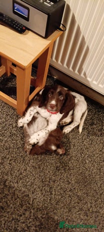 Sprocker dogs - Advert 5