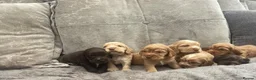 Cocker Spaniel dogs for sale: stunning show cocker/ working cocker - Advert 22
