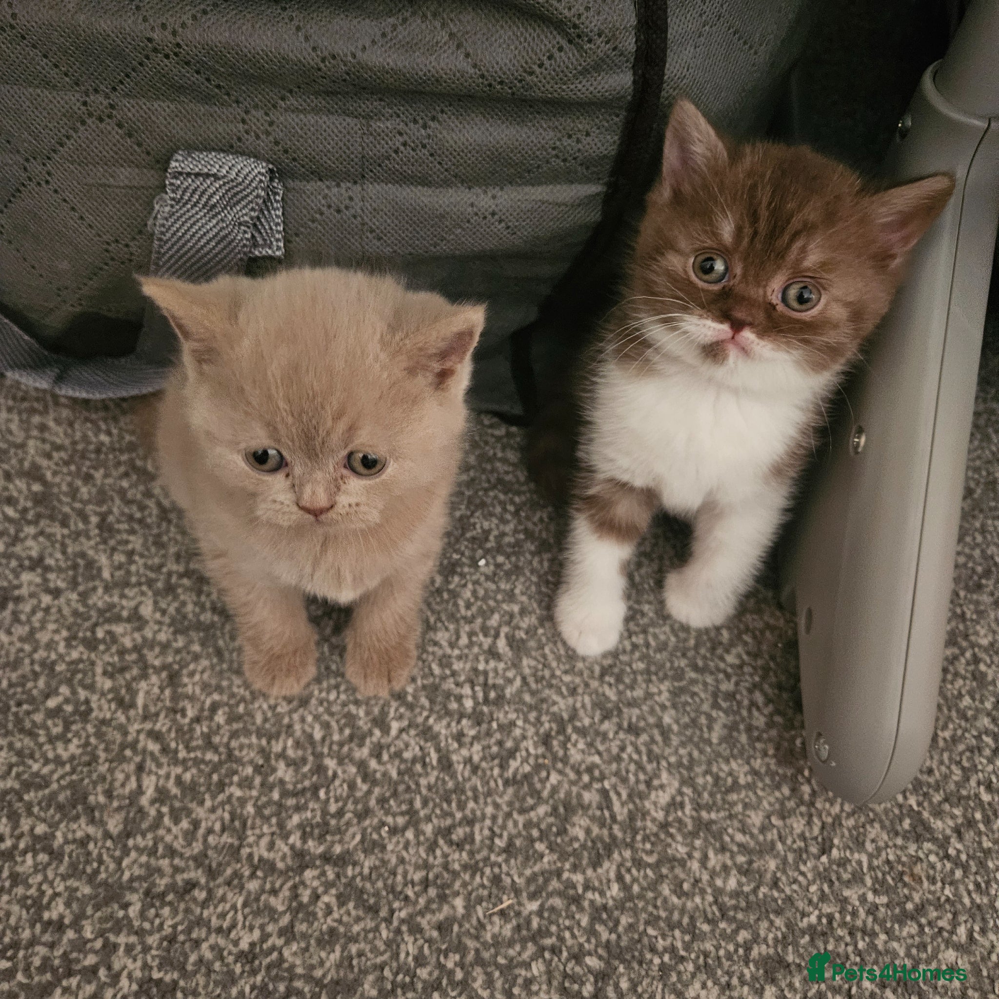 British Shorthair cats Full British Shorthair Kittens 🤍🐾 - Advert 14