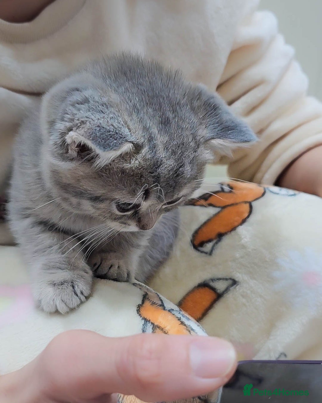 British Shorthair cats for sale: Adorable Kittens Ready For New Home - Advert 13