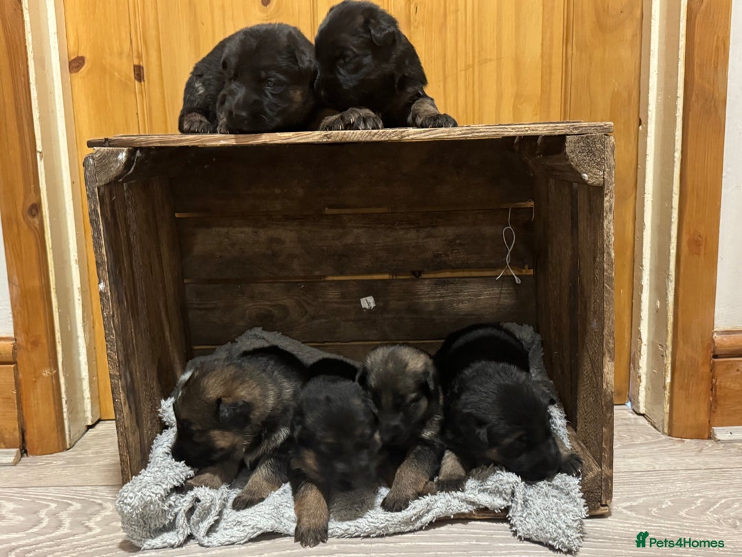 German Shepherd dogs for sale: German shepherd puppies  - Advert 13
