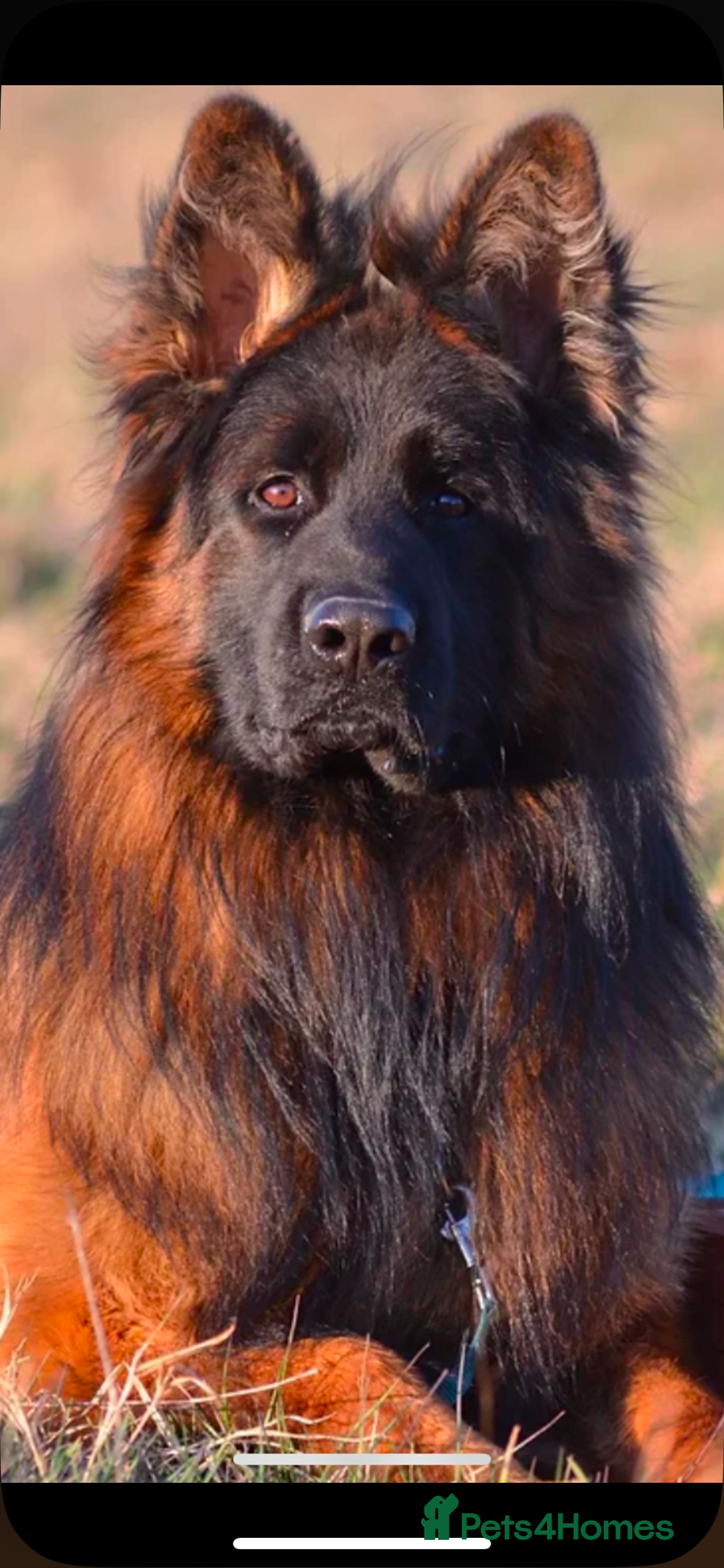 German Shepherd dogs for sale: Stunning Pedigree German Shepherd Puppies - Image 21