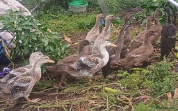 Ducks poultry for sale: Various young ducks - Image 1