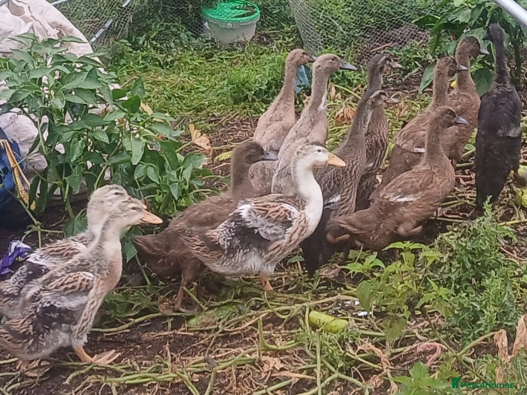 Ducks poultry for sale: Various young ducks - Image 1