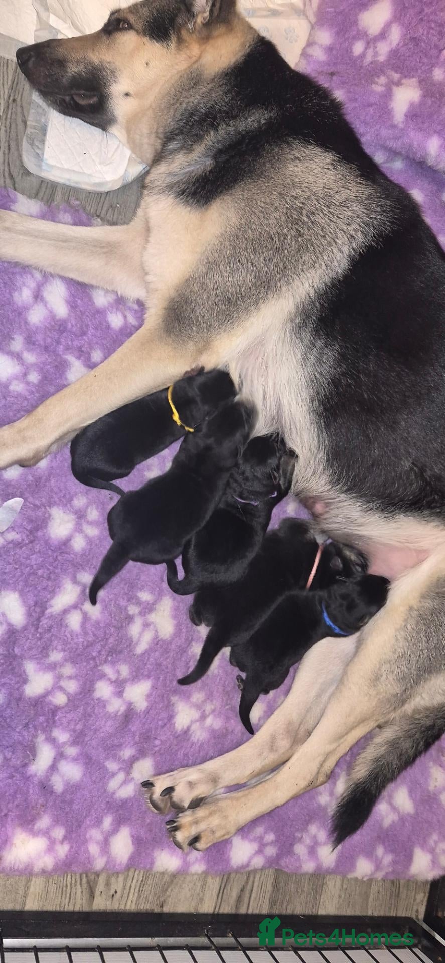 German Shepherd dogs for sale: East European Shepherd  - Advert 14