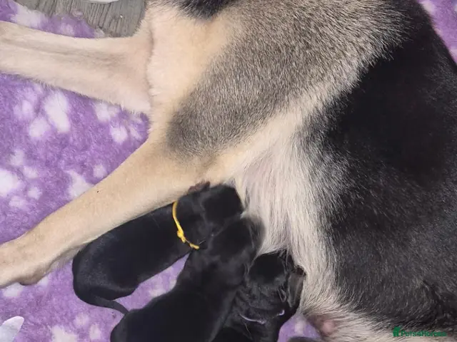German Shepherd dogs for sale: East European Shepherd - Advert 14