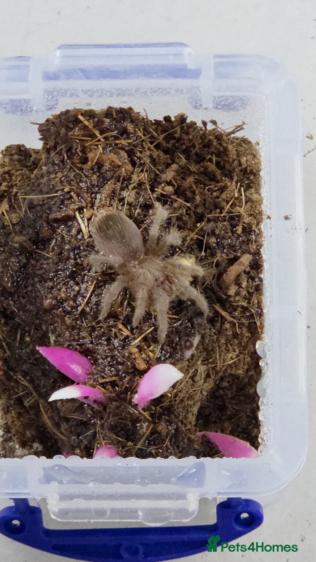 Tarantulas invertebrates Texas Tan - Advert 2