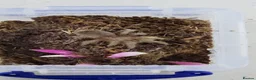 Tarantulas invertebrates for sale: Texas Tan in Birmingham - Advert 1