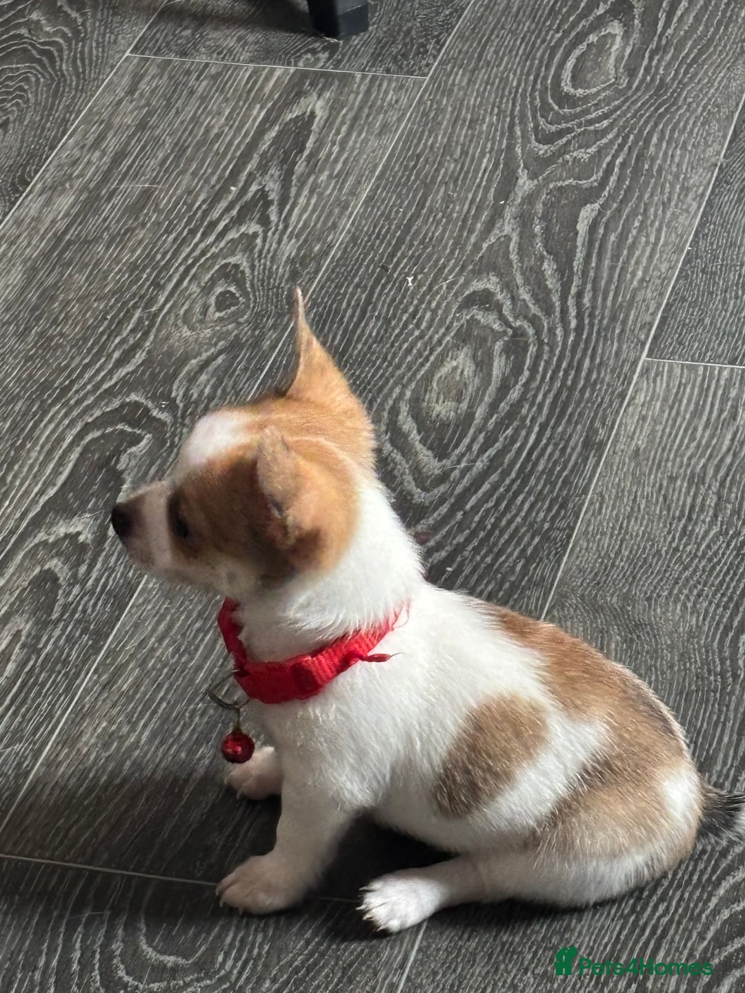 Pomchi dogs for sale: Pomchi puppies - Image 5