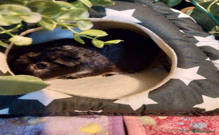 Guinea Pig rodents Multiple Guinea Pigs for sale - Advert 1