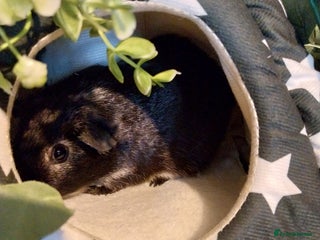 Guinea Pig rodents Multiple Guinea Pigs for sale - Advert 6