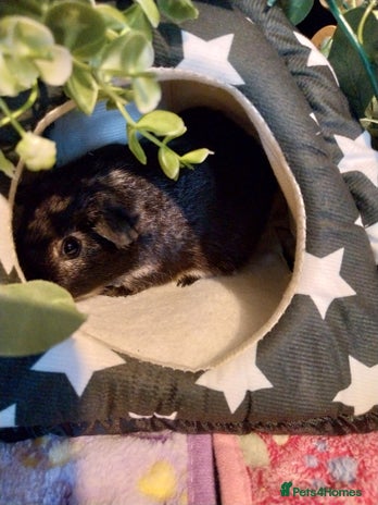 Guinea Pig rodents Multiple Guinea Pigs for sale - Advert 1