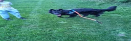 German Shepherd dogs for sale: Beautiful Rare German Shepherd Puppies  - Advert 13
