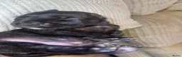 Presa Canario dogs for sale: Beautiful Full Pedigree Brindle Presa Canario 🐾 - Advert 5