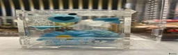 Spiders invertebrates for sale: Apalachicola Jumping spiders i6  - Advert 8