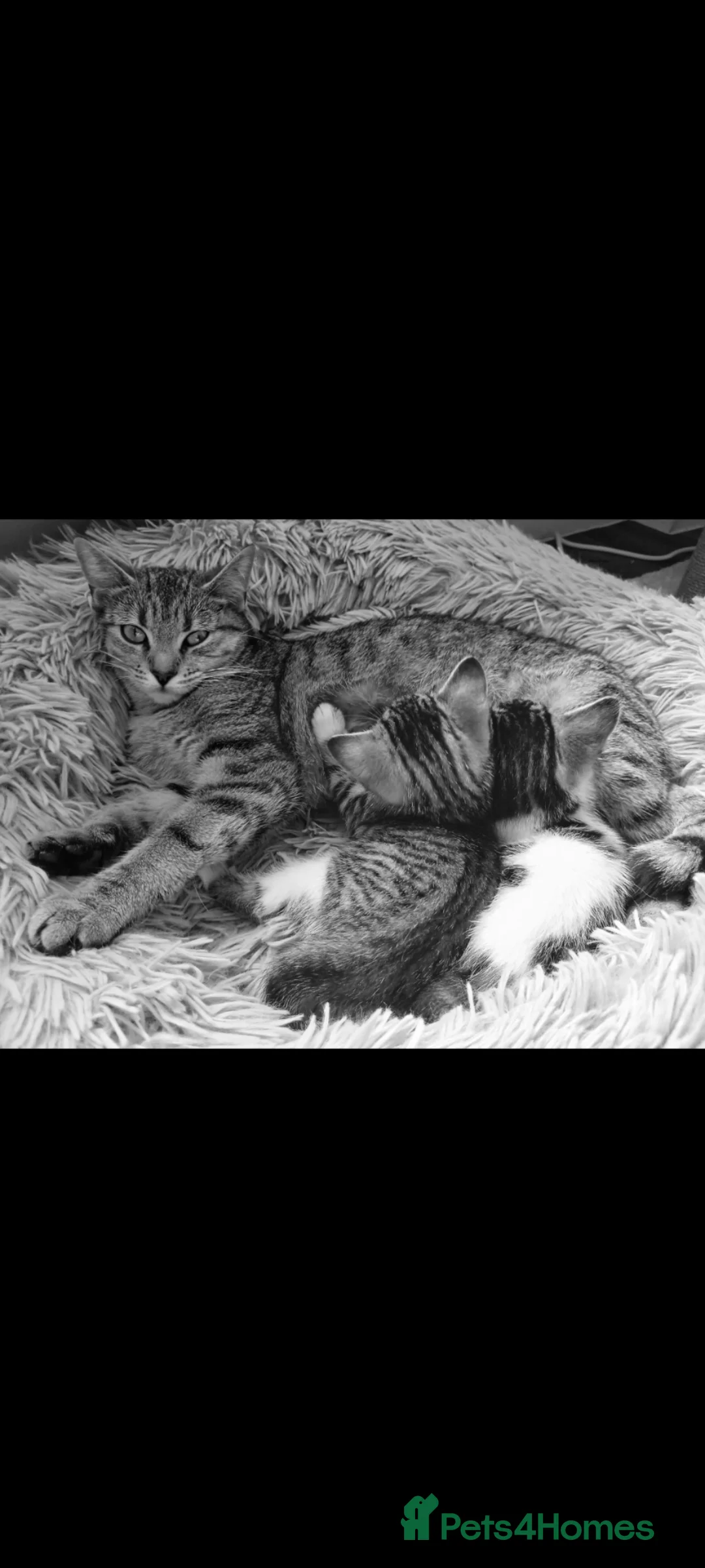 Mixed Breed cats for sale: Beautiful friendly kittens  - Advert 2