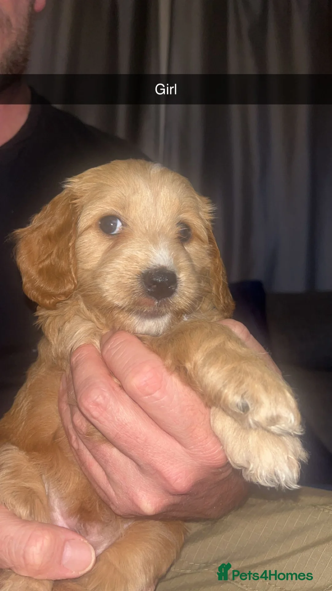 Cockapoo dogs for stud: Proven F1 cockerpoo for Stud in Sutton-in-Ashfield - Advert 24