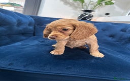 Cocker Spaniel dogs for sale: Beautiful litter of cocker spaniel pups 4 left  - Image 19