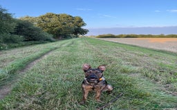 Mixed Breed dogs for sale: Poppy  - Image 3