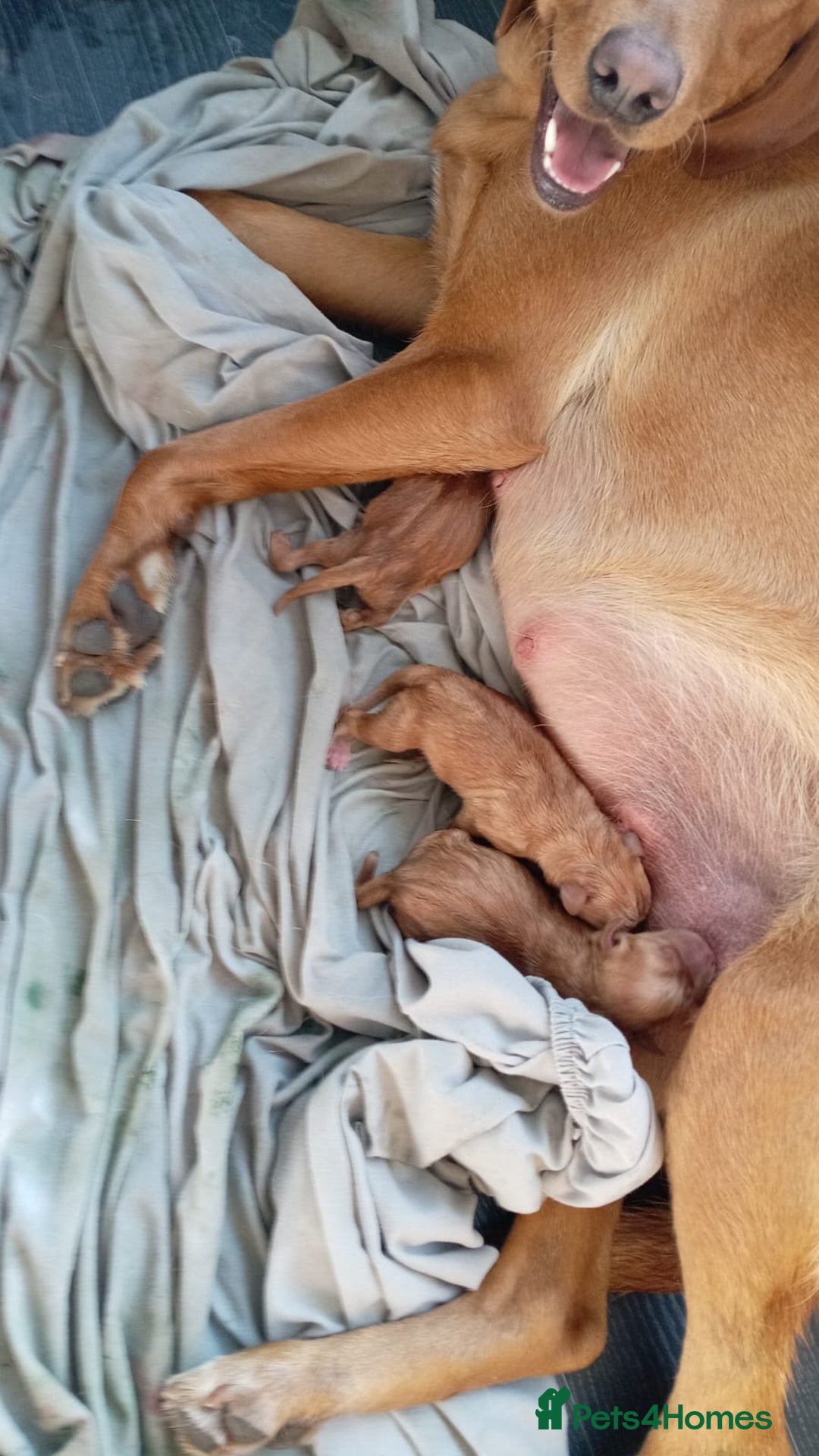 Labrador Retriever dogs for sale: Labrador Puppies For sale Ready Now - Image 5