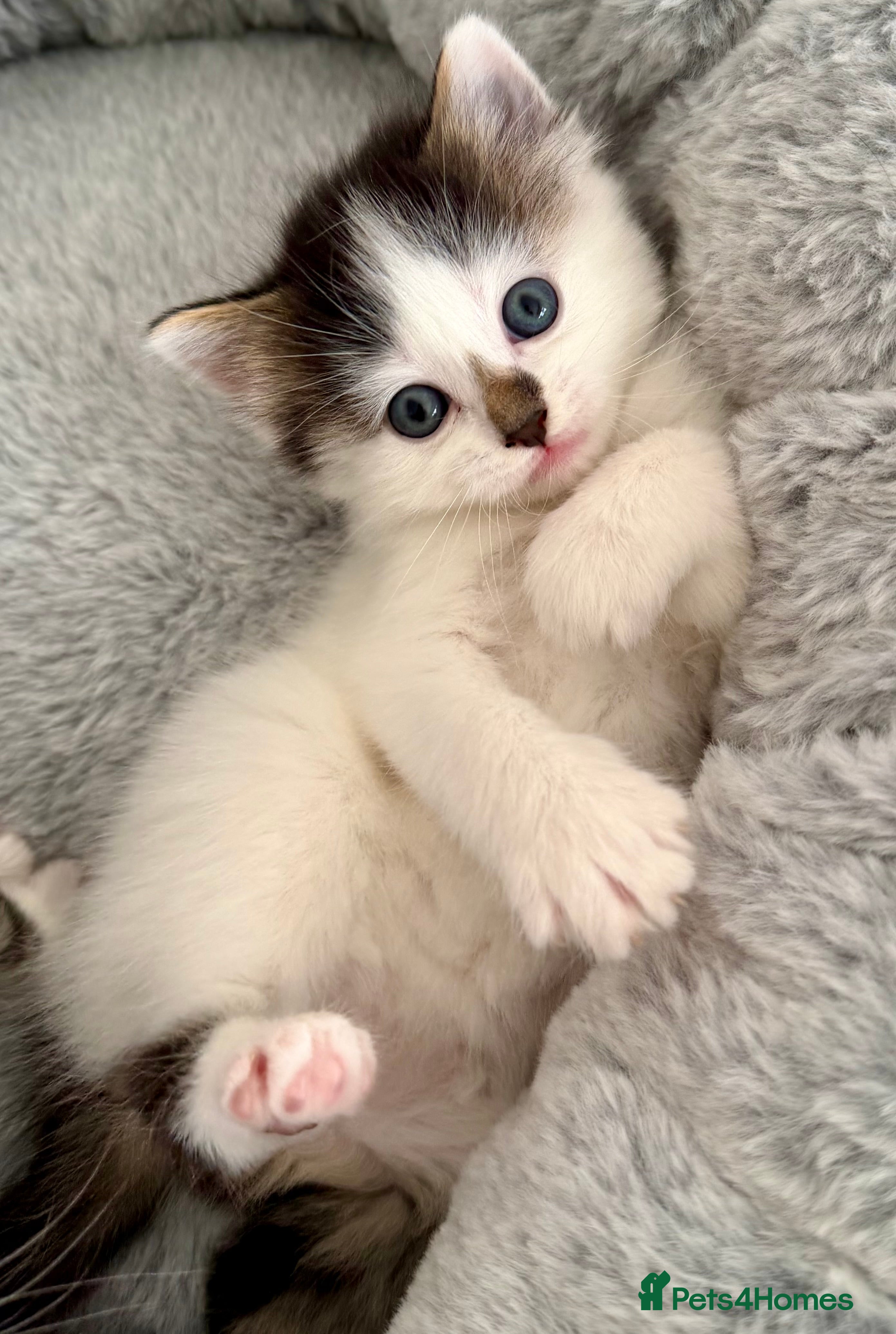 Mixed Breed Kitten 4 white with mark on nose 