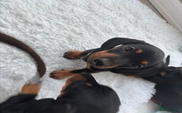 Miniature Dachshund dogs for sale: 3 male miniature dachshunds Black and Tan  - Image 3