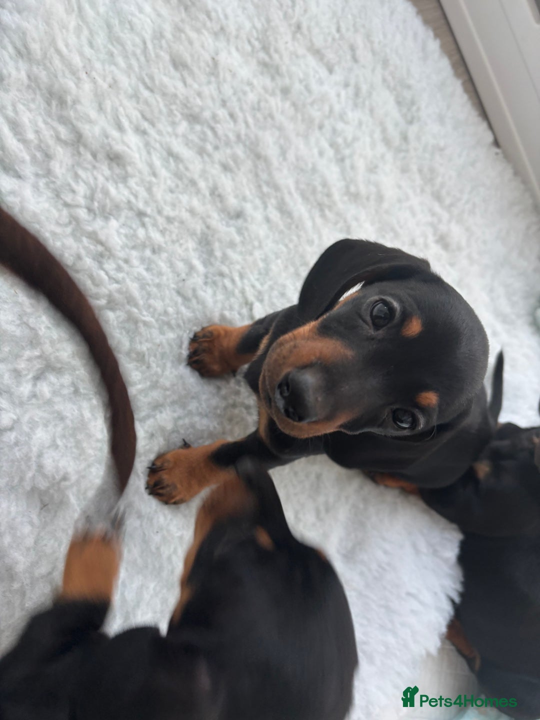 Miniature Dachshund dogs for sale: 3 male miniature dachshunds Black and Tan  - Image 3
